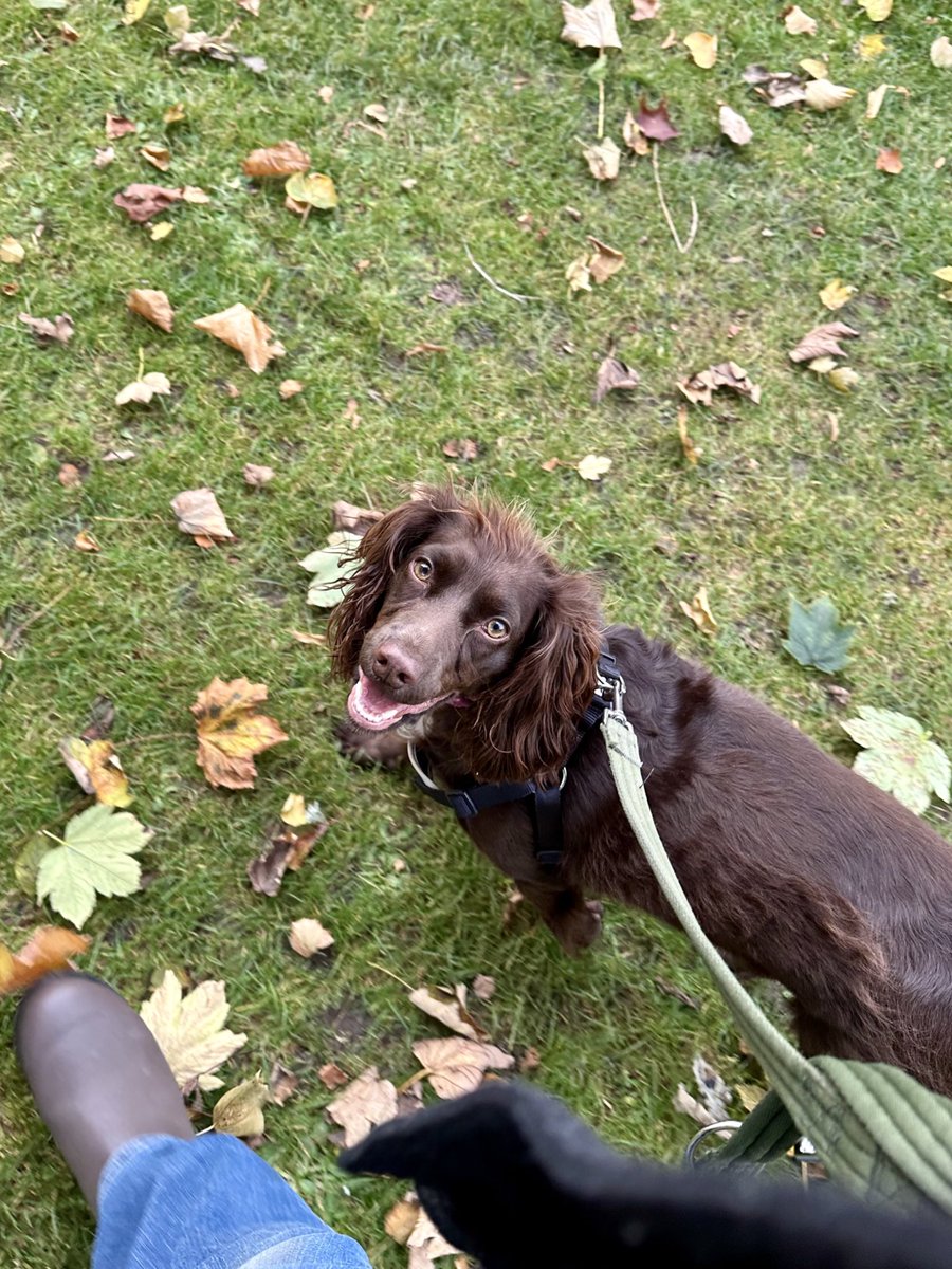 Smiley spaniel 🐶