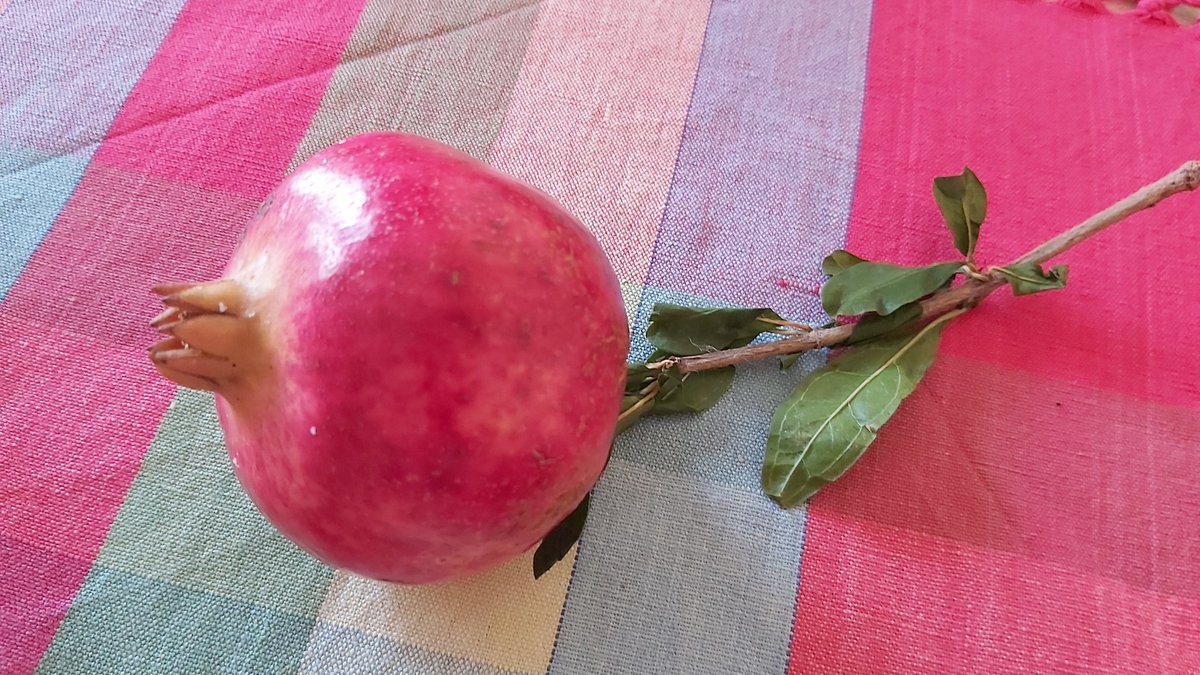 A gift of a pomegranate from one of my little students. Here is "Under the Pomegranate Tree" to go along. With thanks to Chenoa Anderson, Allison Balcetis and Tetractys Publishing tetractys.co.uk/photo_17288676…    
soundcloud.com/coreen-morsink…