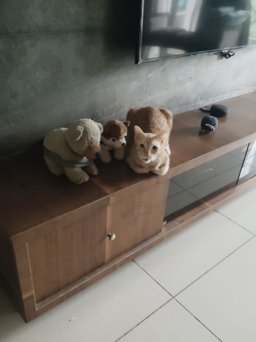 who_nisha's tweet image. Poor chap #RioVersion was super-scared due to the heavy Thunder last night &amp;amp; tday &amp;amp; spent his time in his secret sheet-covered-laptop-table-bunker
And in the afternoon, seems, this happened, Amma said. Wonder what they were conniving-on 😂😂
Photo Courtesy: Amma
#ToyCat #CutiePie