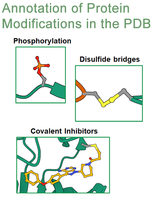 buildmodels's tweet photo. Protein chemical modifications (PCMs) and post translational modifications (PTMs) annotation is now included in CCD files, and updated atomic coordinate files are being rolled out.
Details: https://t.co/tRDKSmczVD https://t.co/QS6b8wexTQ