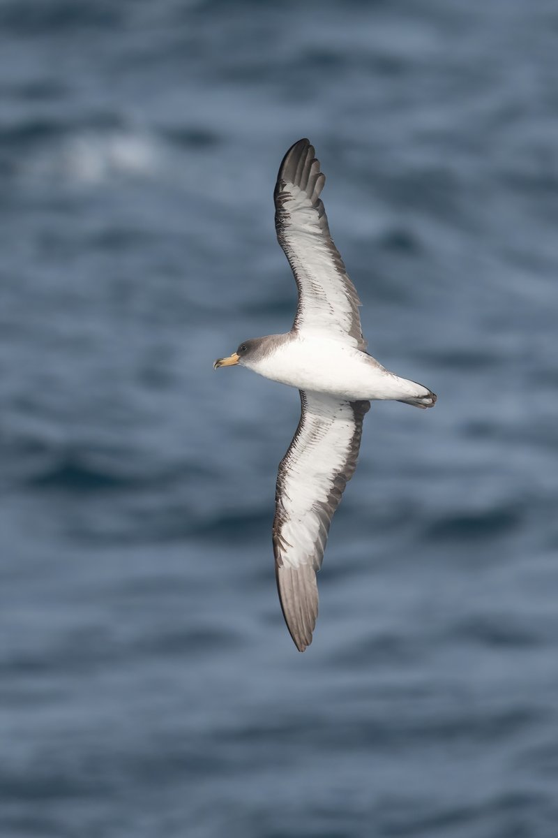 Got back from Scilly on Friday - Ebird trip report is here - ebird.org/tripreport/284… - 121 species total. A few more highlights to share. Scillonian Cory's on 4th were really nice, 137 seen and a flock of 27 chough over the harbour the highlights