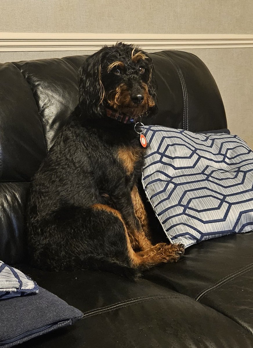 Big_Dave_J's tweet photo. @kirevie @Joanna__Hardy We had a doberman as in profile pic, now we have this nutter! https://t.co/j87BhydVaa
