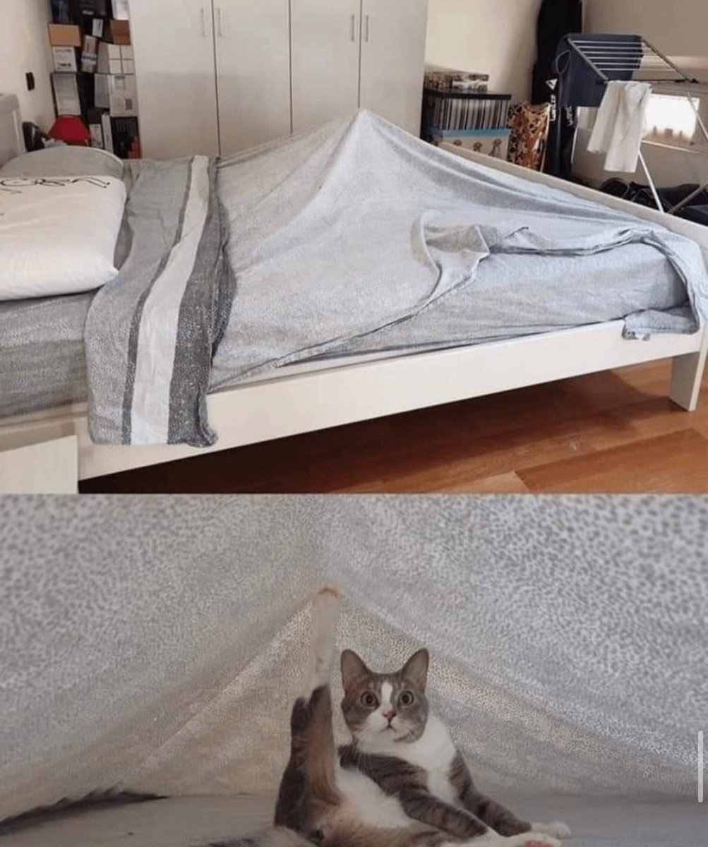 Posts Of Cats (@postsofcats) on Twitter photo 