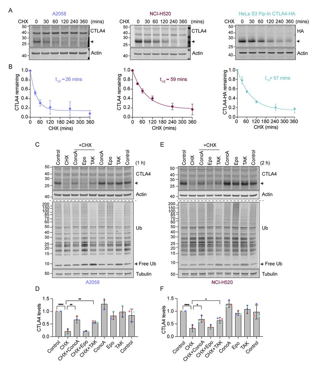.<a href="/imPeiYee/">Pei Yee</a>, Urbé et al. <a href="/LivUni/">University of Liverpool</a> characterize the role of #ubiquitin in the rapid turnover kinetics of the immune checkpoint protein CTLA4. hubs.la/Q02TqZYr0

#Cancer #Trafficking #Biochemistry #ProteinHomeostasis