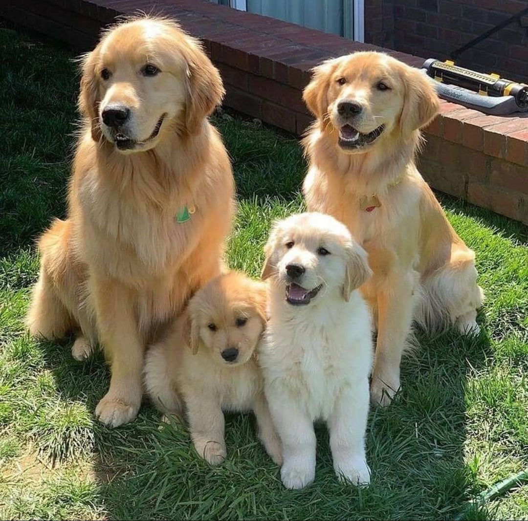 theDoggLovers's tweet image. 