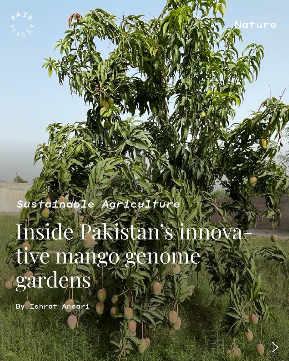 FairPlanet tweet media