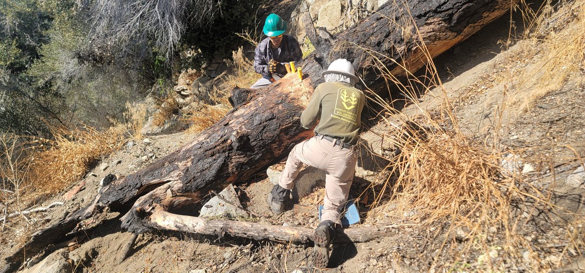 ⛰️San Gabriel Mountains Trailbuilders ⛰️ tweet media