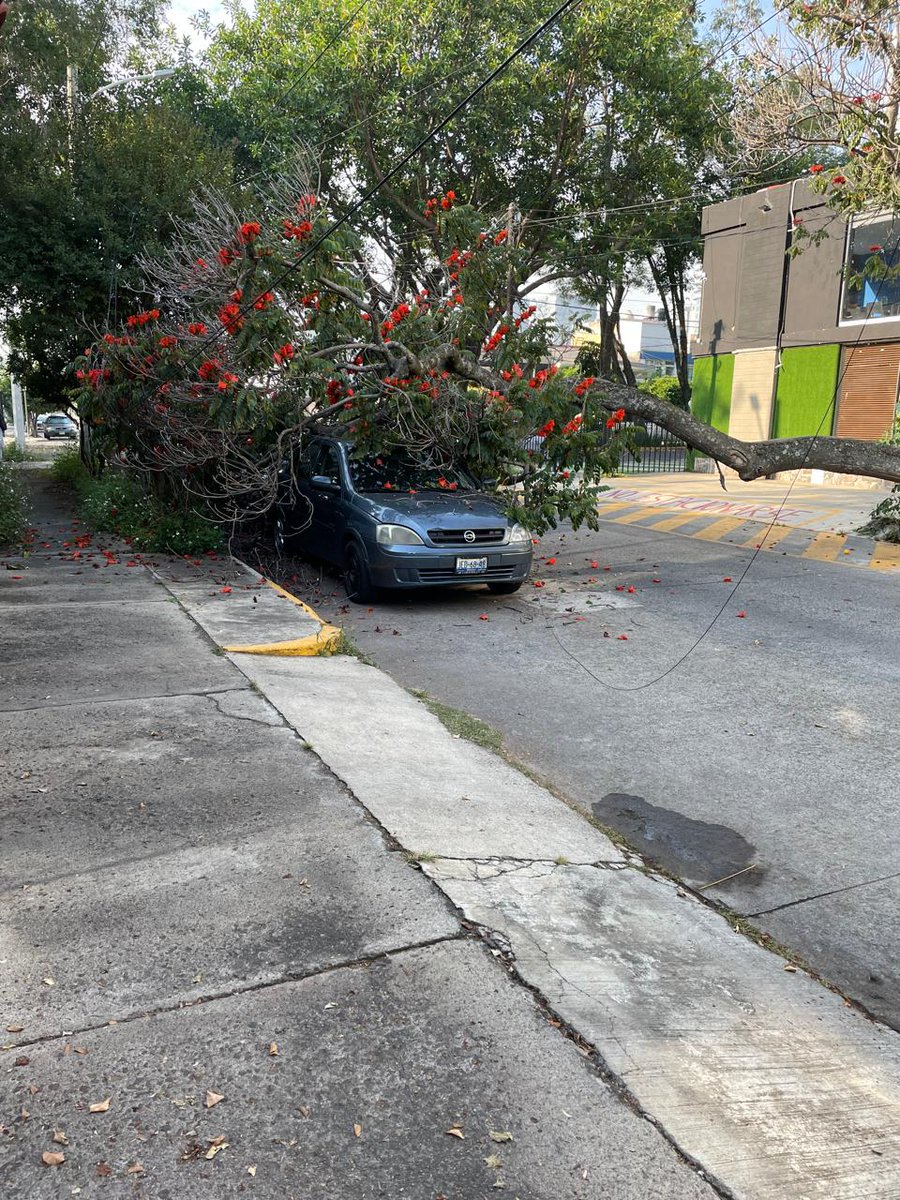 LadronVecinos's tweet photo. @GuadalajaraGob @VeroDelgadilloG @villalobosgamez nos pueden apoyar por favor se calló una rama, el árbol está lleno de hongos  y enfrente de ese está uno muy seco  que también puede caer se ubica en fray Luis de palacios entre manuel Acuña y Juan Álvarez https://t.co/U5WCzSEi9L