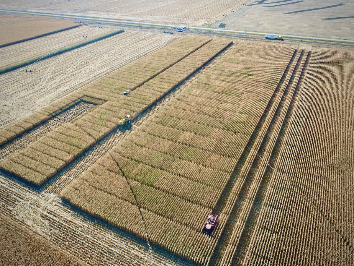 Been watching them all year, now for the final metric. Platte county Nebraska ⁦<a href="/PioneerSeeds/">Pioneer Seeds U.S.</a>⁩ ⁦<a href="/KorusGreg/">ProUSA</a>⁩