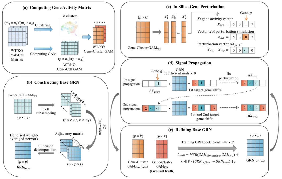 Inferring Gene Regulatory Network Based on scATAC-seq Data with Gene Perturbation biorxiv.org/content/10.110…