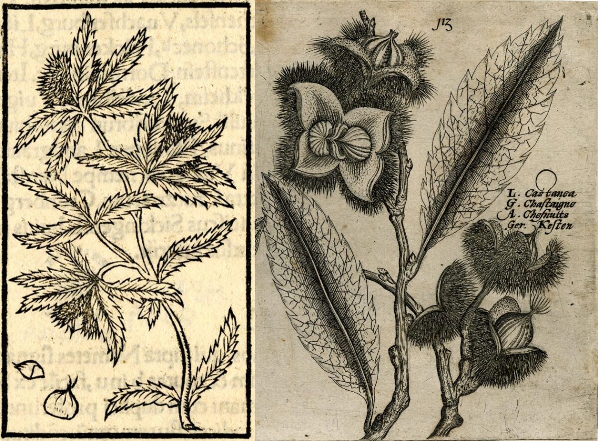 Malcolm Walsby (@lankian) on Twitter photo The first chestnuts of the season - a glimpse of autumn in sixteenth-century France thanks to a document from the archives of Rouen - <a href="/archives76/">Archives départementales de la Seine-Maritime</a>
renarchives.hypotheses.org/3422 The first chestnuts of the season - a glimpse of autumn in sixteenth-century France thanks to a document from the archives of Rouen - <a href="/archives76/">Archives départementales de la Seine-Maritime</a>
renarchives.hypotheses.org/3422