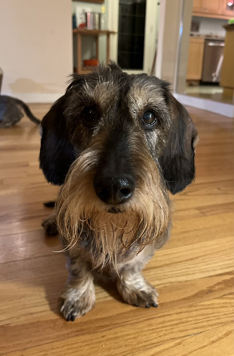 Don’t paws, it’s time to vote! Advanced Polls are open today from 8:00 AM to 8:00 PM, so grab your voter ID and head to the polls. This little guy knows that every vote counts—make sure yours does too! 

#AnnaForKLCC #Kelowna #LakeCountry #Coldstream #bcpoli #bcvote