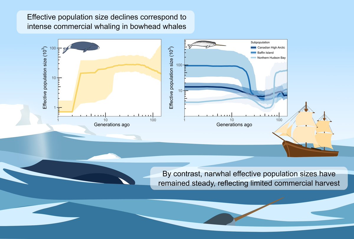 Excited to share our latest paper in <a href="/GlobalChangeBio/">Global Change Biology</a>! 🐳Here we examined bowhead and narwhal genomics and the legacy of commercial whaling: dx.doi.org/10.1111/gcb.17… 
Collabs w/ C. Müller, <a href="/MattThorstensen/">Matt Thorstensen</a>,  S. Ferguson, C. Watt, M. Marcoux, S. Petersen, <a href="/ColinGarroway/">Colin Garroway</a>