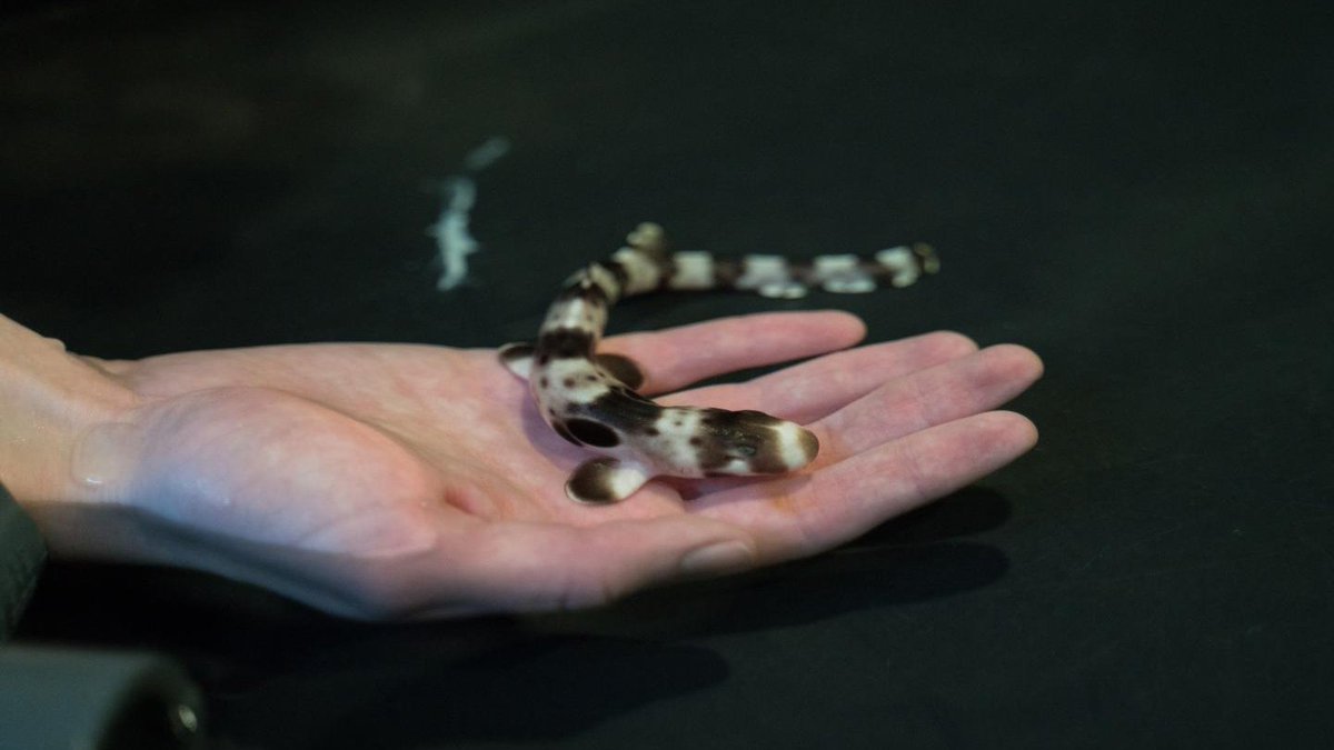 SharkiesOTD's tweet image. ♡ Shark pups to cure your soul