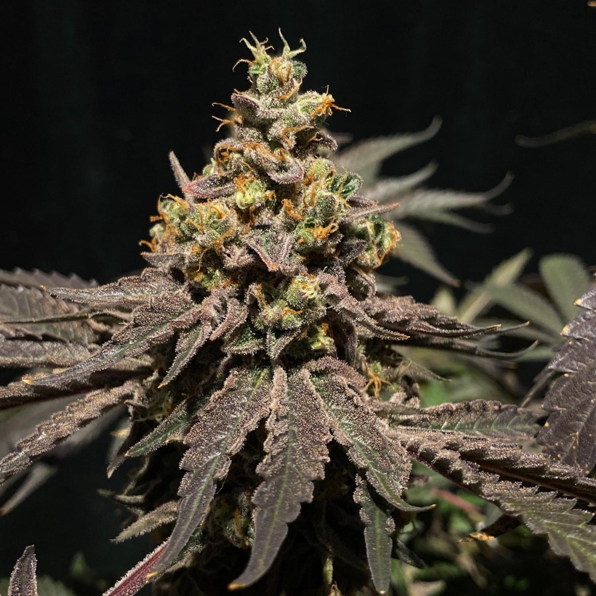 🍌🍌🍮Red Banana Pudding – one of our most unique and stunning strains! 🍌 This beauty stands out with its deep, almost black hues, giving it an unforgettable appearance. But it's not just about looks—Red Banana Pudding packs a flavorful punch with a sweet, fruity profile that