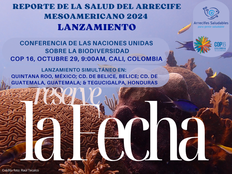 HealthyReefs's tweet photo. ¡Reserva la fecha! Únete a nosotros en la #COP16Colombia para el lanzamiento de nuestro Reporte de la Salud del #ArrecifeMesoamericano 2024. Tendremos lanzamientos simultáneos en cada uno de los países Mesoamericanos. https://t.co/FswrNjxZER