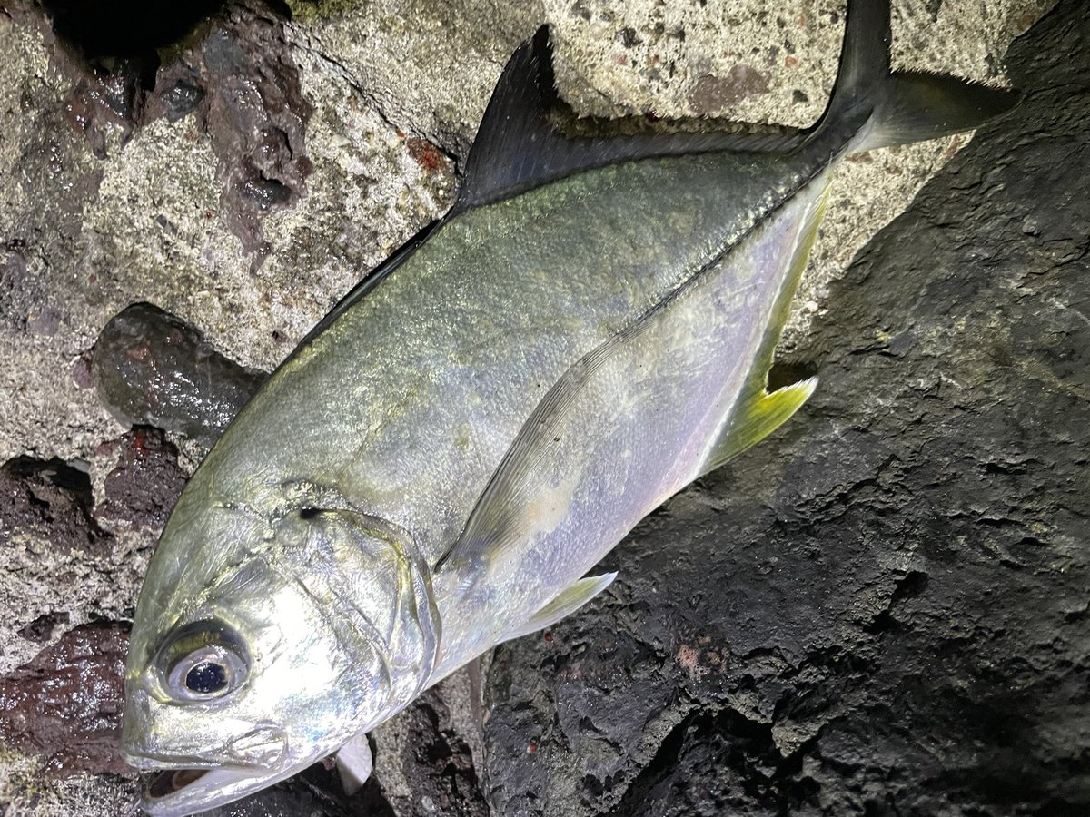 本日の晩ご飯は伊豆大島で釣ってきたロウニンアジ・ホウセキキントキ・イシガキダイのお刺身!!ロウニンアジは思ったよりアジだけど脂はそこまでかな?って感じ 普通においしいぐらい
ホウセキキントキは美味い!脂乗ってるし身も甘くて柔らかい!
そしてイシガキダイは…言うまでもなく絶品!!!! 