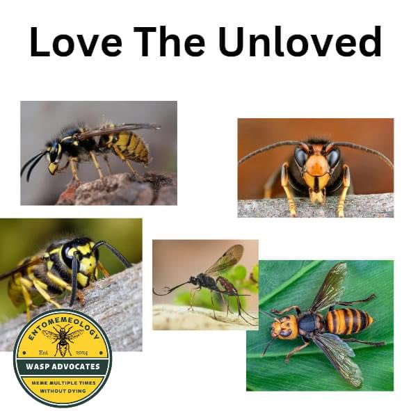 Wasp appreciation post 💛

#entomemeology #entomology #wasps #waspmemes #hymenoptera