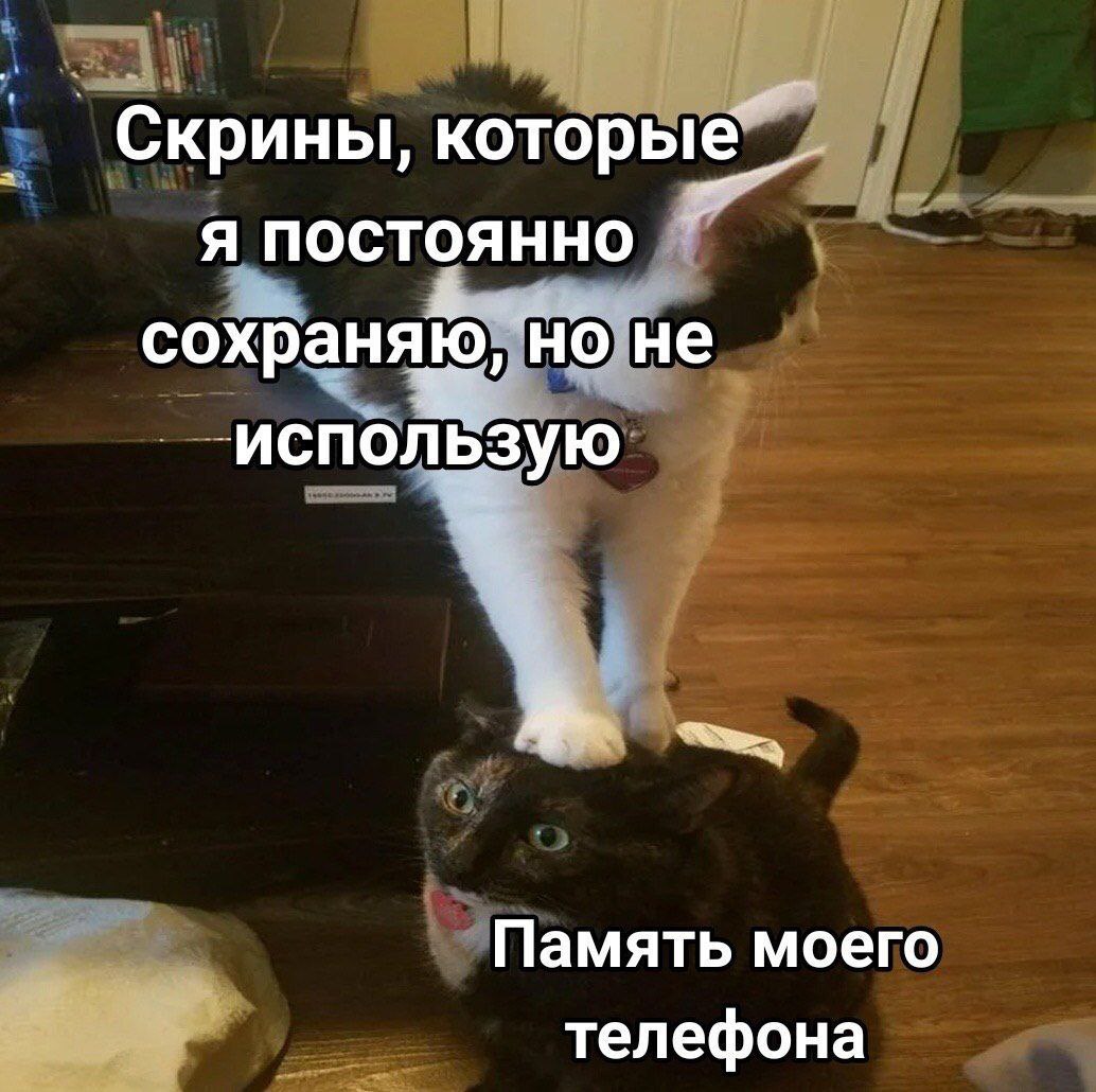 cats, i love cats (@catsilcats) on Twitter photo 