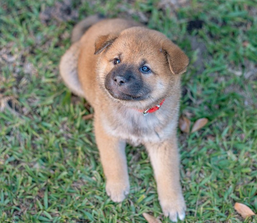 Now is the perfect time to remind the world that this tiny puppy grew up to be the world’s first ever dog dev.

$TOKU