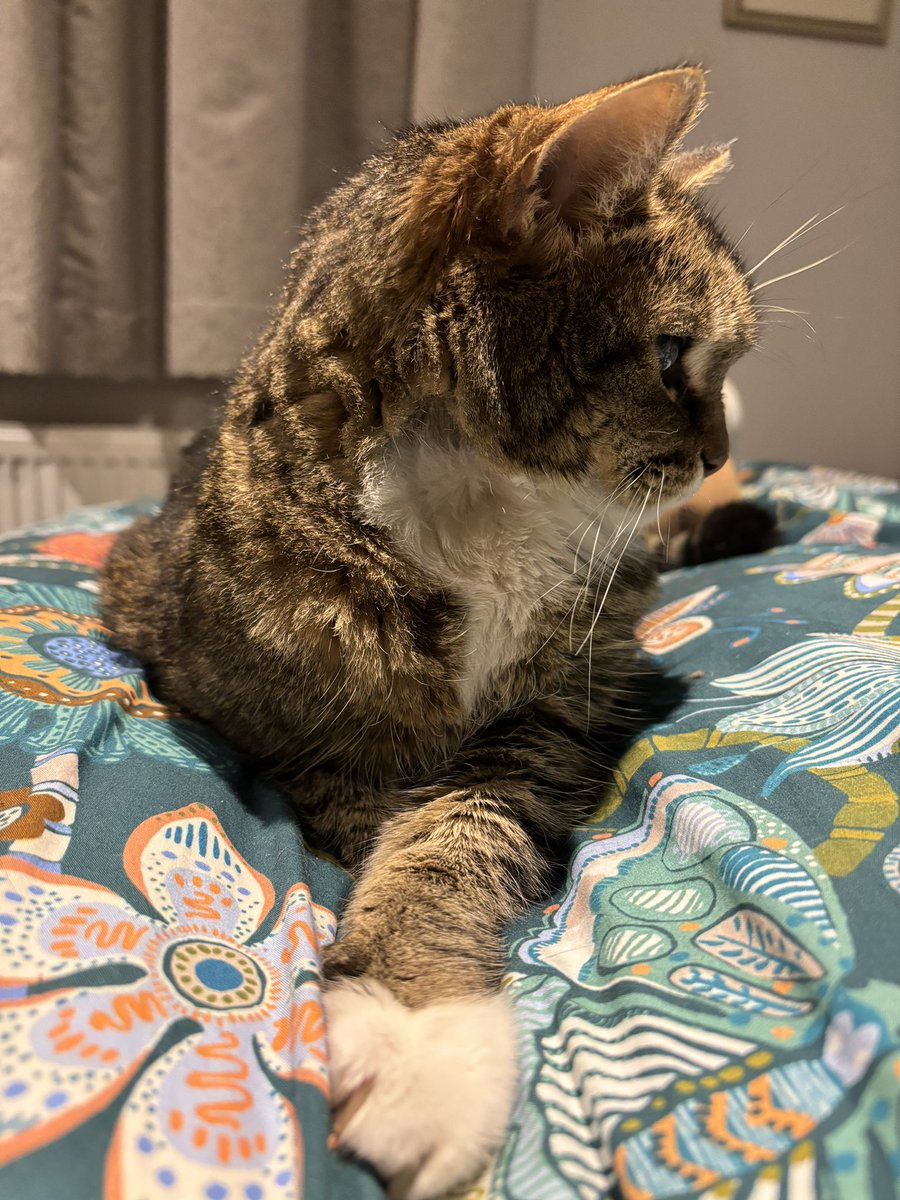 Squeezy and The Chubblemaker Pablo Whiskobar 🌈 tweet media