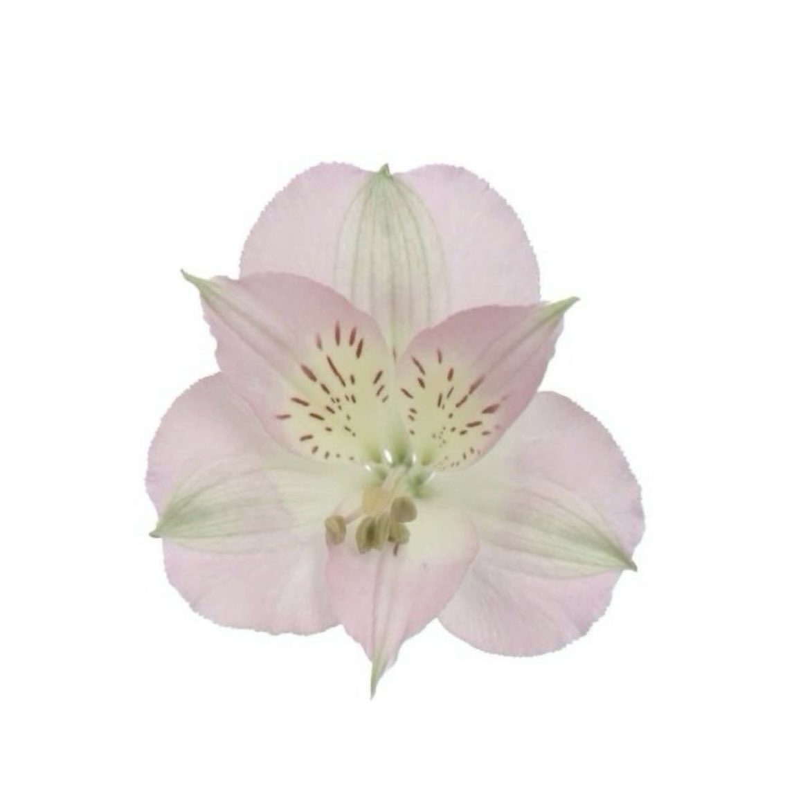 gal౨ৎ (@prtygal777) on Twitter photo 