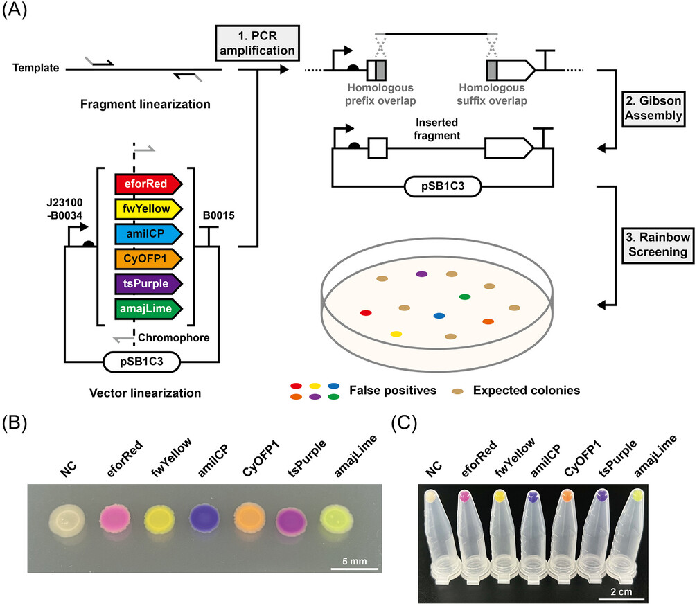 babuxiang's tweet photo. Rainbow screening: Chromoproteins enable visualized molecular cloning - Ba - 2024 - Biotechnology Journal - Wiley Online Library https://t.co/ZesBOIdRCB https://t.co/DUvqQLN7ol