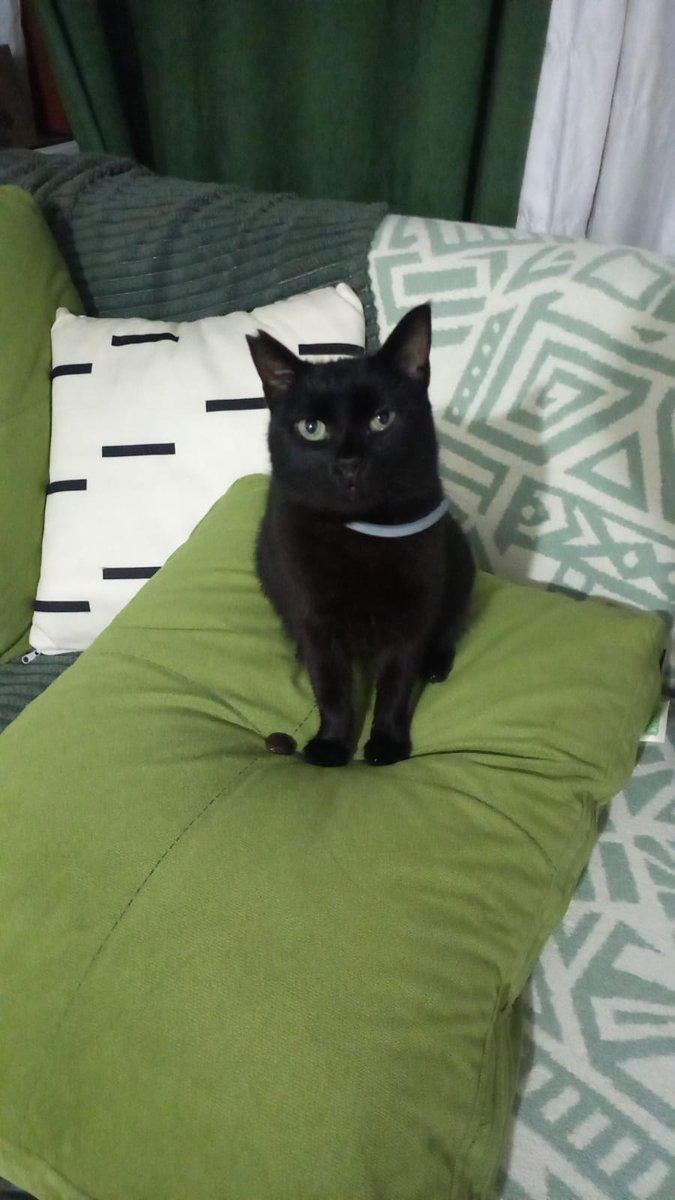 Kara kuzum, yeşil gözlüm 10 aydır yuva arıyor tibitırı. Bir kez daha hem paylaşır hem dua eder misiniz kızçem yuvalansın diye? Bulur muyuz yuva dünya güzelime? İstanbulum?