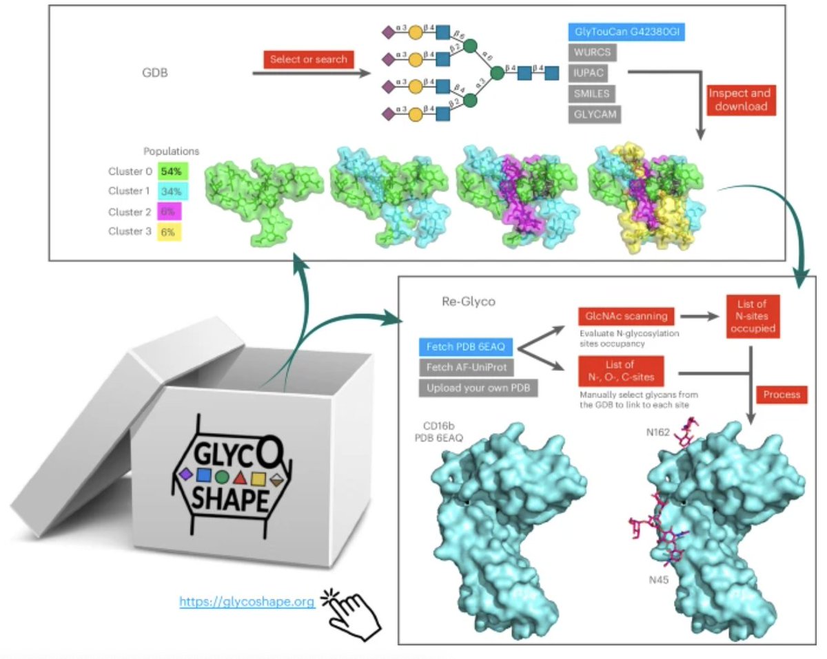 GlycoShape, a web-based platform, supplements 3D glycoprotein structures with missing structural information about glycans. @ElisaTelisa 

nature.com/articles/s4159…