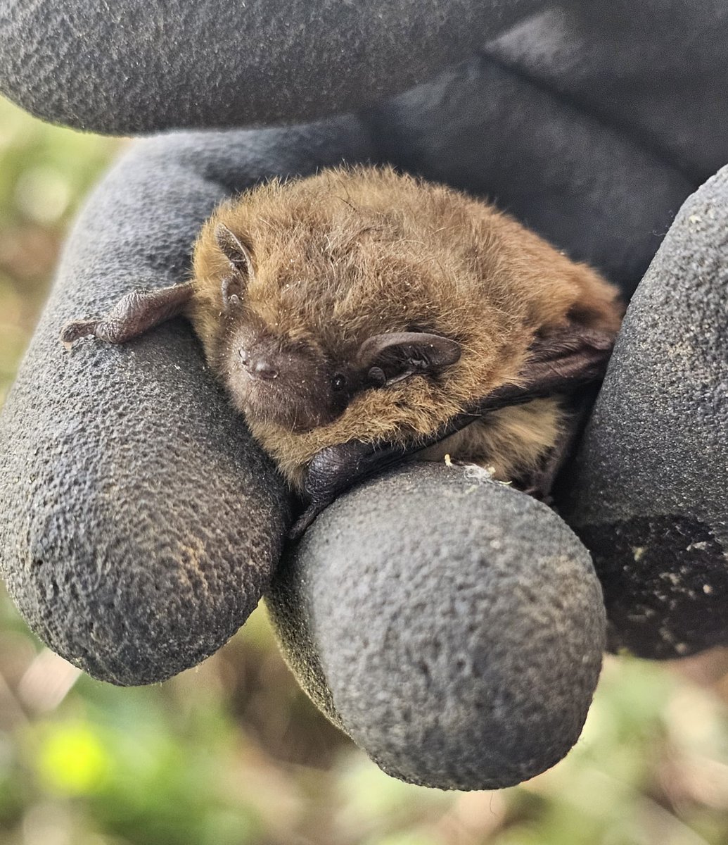 Apex Ecology tweet media