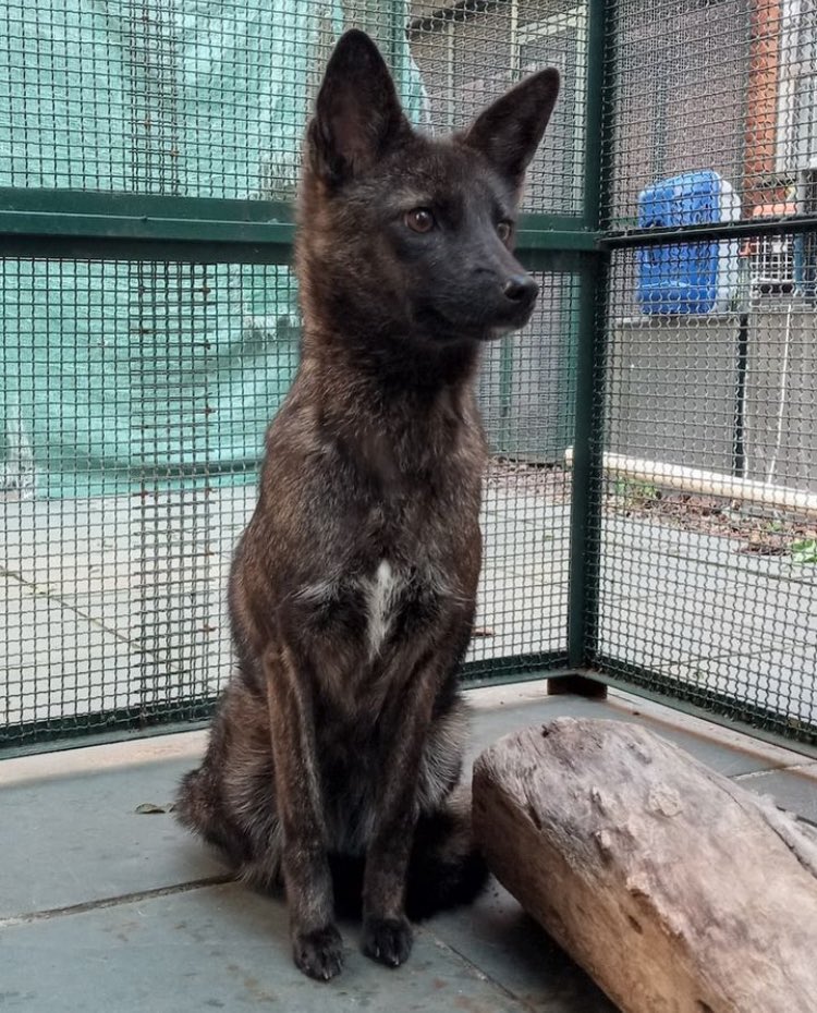 New furry species just dropped