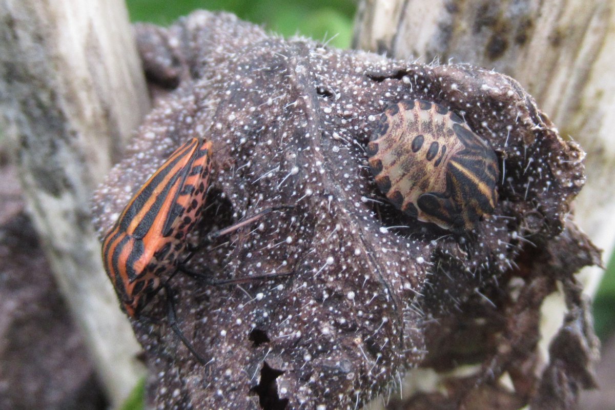 Andrew Jewels tweet media