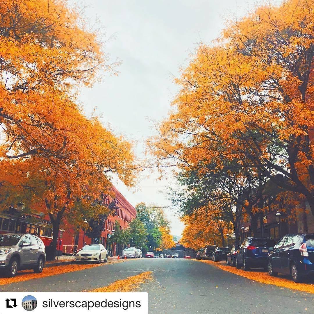 This fall beauty, posted by Silverscape Designs several years ago, popped up in our memories today, and we had to share. Have you spotted any take-your-breath-away beautiful fall foliage yet this year?