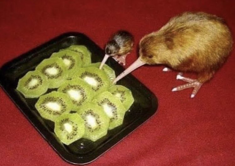 ShittyWizardMC's tweet image. 