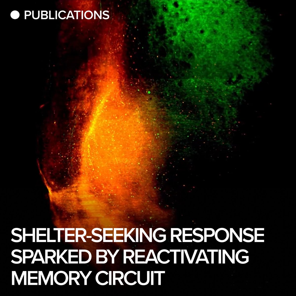 Hyungbae Kwon, Ph.D., and colleagues have successfully used optogenetics to artificially reactivate a spatial-memory, prompting shelter-seeking behavior in mice without the original threatening stimuli that were present during the formation of the memory circuit.

Their study