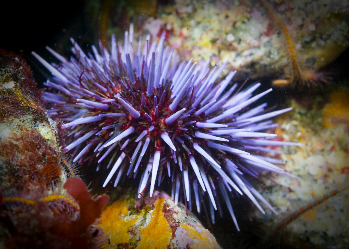 Sam Bogan (@granogan) on Twitter photo New preprint w/ <a href="/SciStrader/">Dr. Marie Strader</a> and Gretchen Hofmann!
We show that parental environments alter the fitness consequences and genetic architecture of offspring plasticity and associated gene expression pathways in purple urchins. Check it out!
biorxiv.org/content/10.110… New preprint w/ <a href="/SciStrader/">Dr. Marie Strader</a> and Gretchen Hofmann!
We show that parental environments alter the fitness consequences and genetic architecture of offspring plasticity and associated gene expression pathways in purple urchins. Check it out!
biorxiv.org/content/10.110…