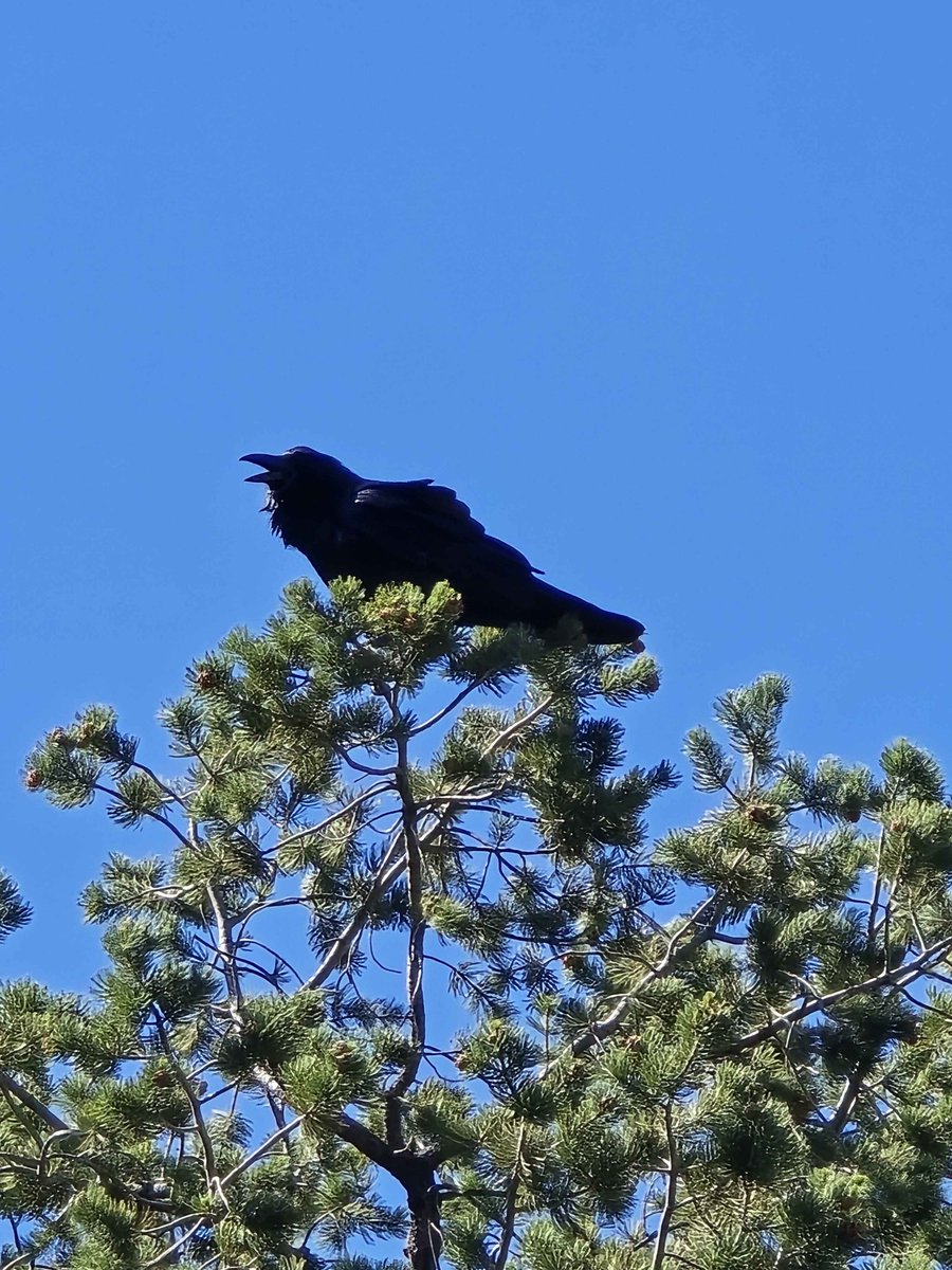 This big raven had a lot to say to me !