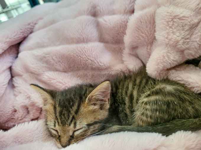 Watch Grandma Alice Marchesi 🪅 BDAY 6/26 🪅's leaked NSFW photo on TwXstars