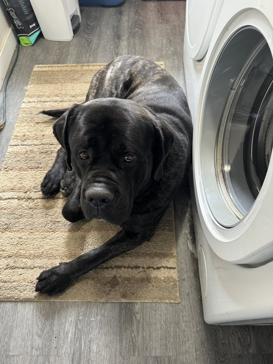 RottieCole's tweet photo. Today Walter would be 3! Tomorrow will be 6 months without him gone. Mom is sad 💔 #forever2 https://t.co/01adRDhclh