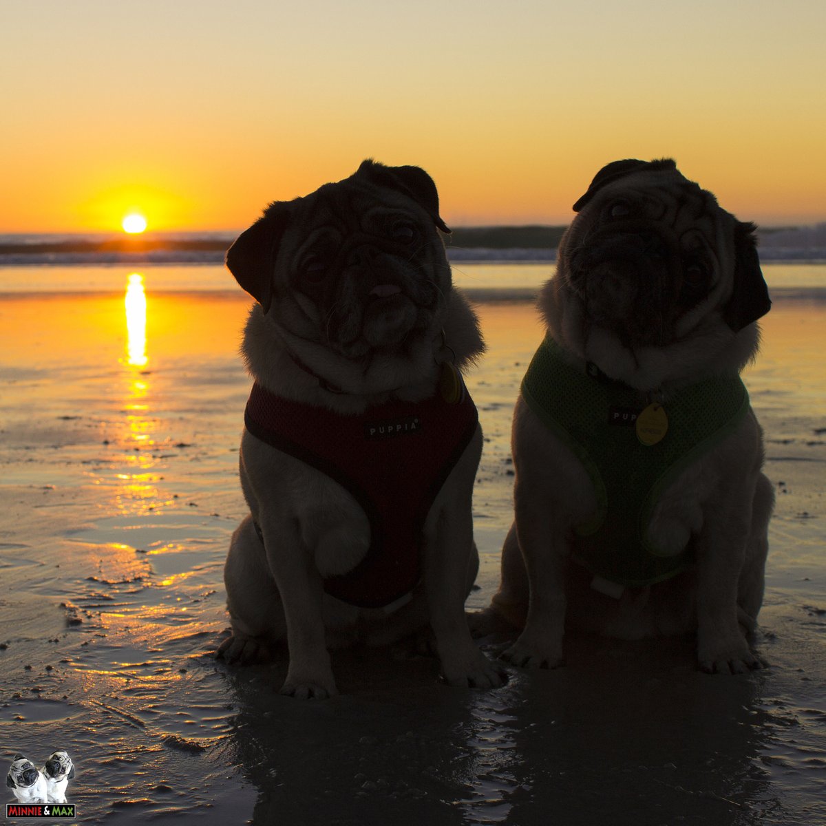 Maggie & Milo the Pugs tweet media