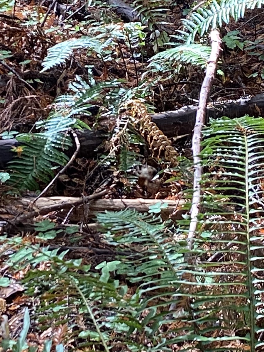 garysnakes's tweet image. An easy one… find the spider! Northern CA