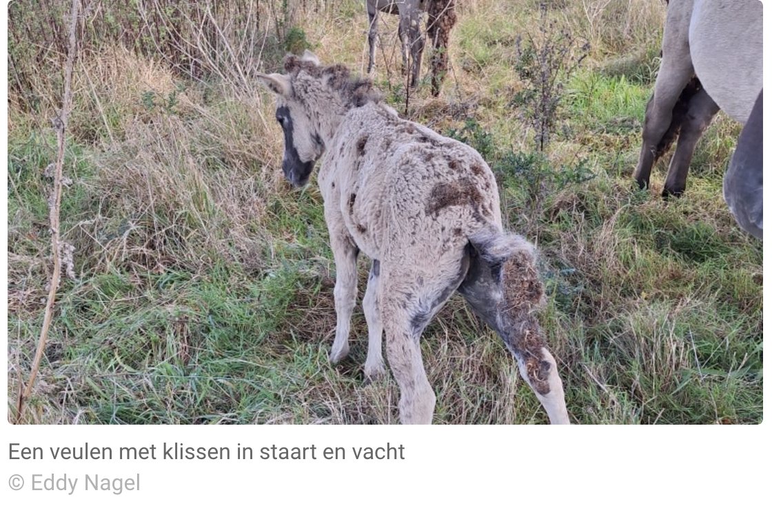HELPOVP's tweet photo. Konikpaarden vol klissen: keerzijde van paardendelicatesse of dierenmishandeling?
Guus Benders
https://t.co/DA6oEpSJUk
Konikpaarden in Grensmaas
hun manen hangen vol met zaadbollen van de grote klis
Beeld waar dierenbeschermers afgelopen week van  gruwden
@eddynagel2018 #l1nieuws https://t.co/KQSQ7Y72LS