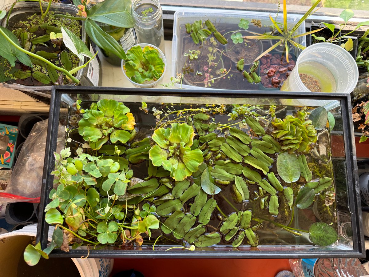 polycereal's tweet photo. 🧵Some updates on my #PolyTub (1/?)

Most of the plants have survived through the acclimation to the new environment. Most floating plants do pretty well and grow new leaves. I learned their old leaves and "roots" usually rotted and dissolved. It's normal. They grow new ones. https://t.co/MrkFj3uxh9