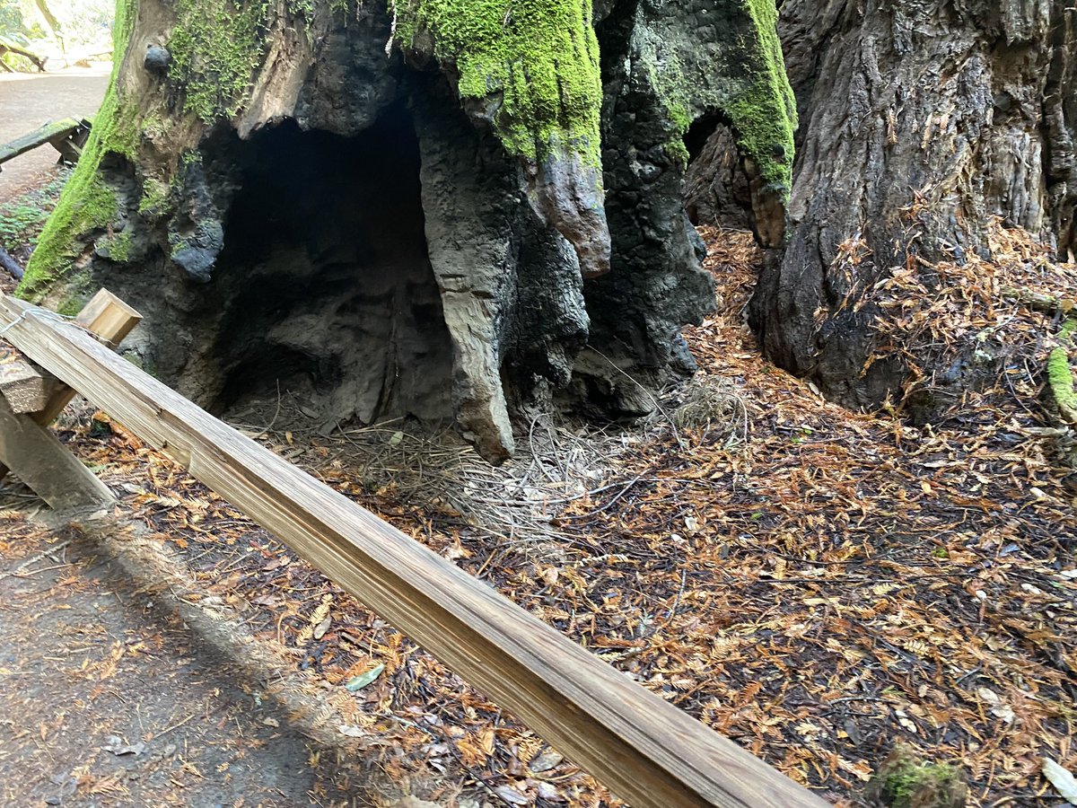 garysnakes's tweet image. Last ones! Had to stick my hands in there blind to rescue some Western Garter snakes and get them into the retail supply!