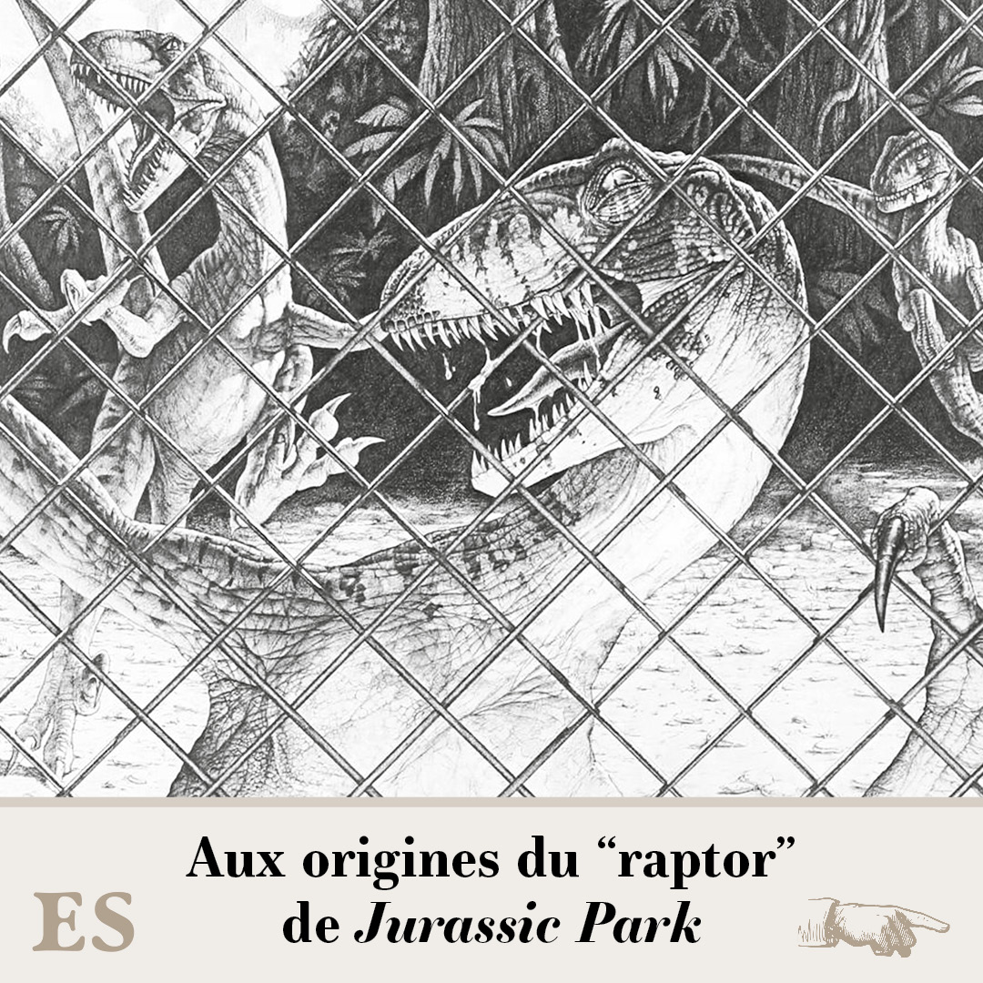 Quand on entend le nom de vélociraptor, on a tous une image qui nous vient spontanément en tête. Il y a fort à parier que cette image est influencée, de près ou de loin, par le “raptor” de “Jurassic Park”…