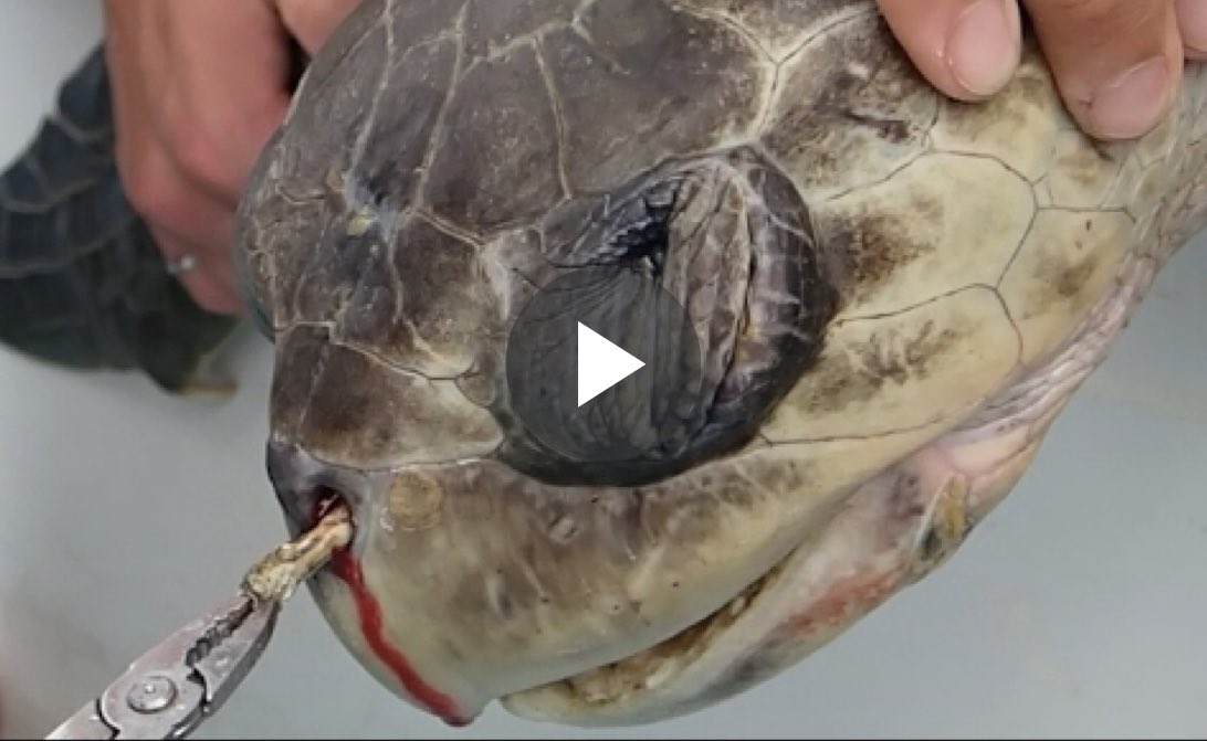 tanyahsunshine's tweet image. No one needs a #cons govt in #bcpoli who proudly advertise the return of plastic straws as part of their campaign. "Do the best you can until you know better. Then when you know better, do better."- Maya Angelou youtu.be/d2J2qdOrW44?si…