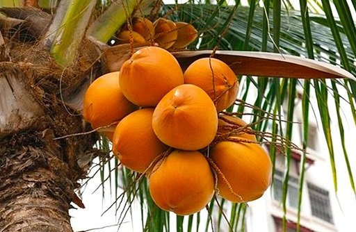 Asskick__'s tweet image. I&apos;m 100% convinced people only started drinking regular coconut water because someone once tried king coconut water (actually drinkable) and recommended it to all their friends but forgot to specify the &apos;king&apos; part

(King coconut⬇️)