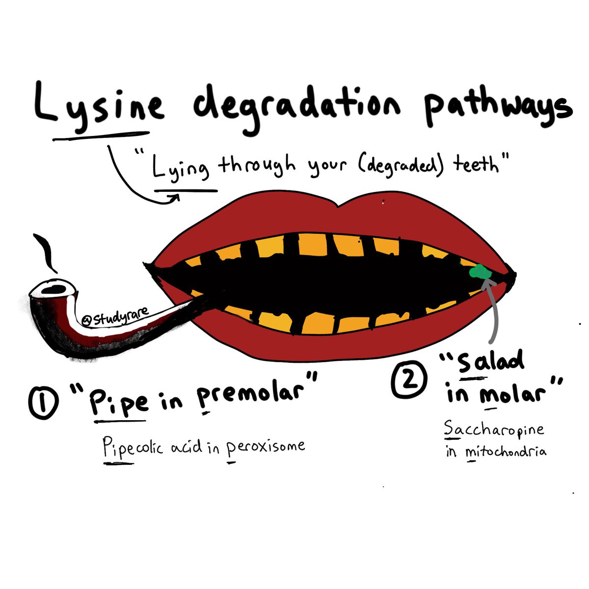There are 2 lysine degradation pathways. Remember them with the phrase:
“Lying (lysine) through your teeth”😬

1. Pipecolic acid in peroxisome
("pipe in premolar" 🚬🦷)

2. Saccharopine in mitochondria
("salad in molar" 🥗🦷)

#GeneChat