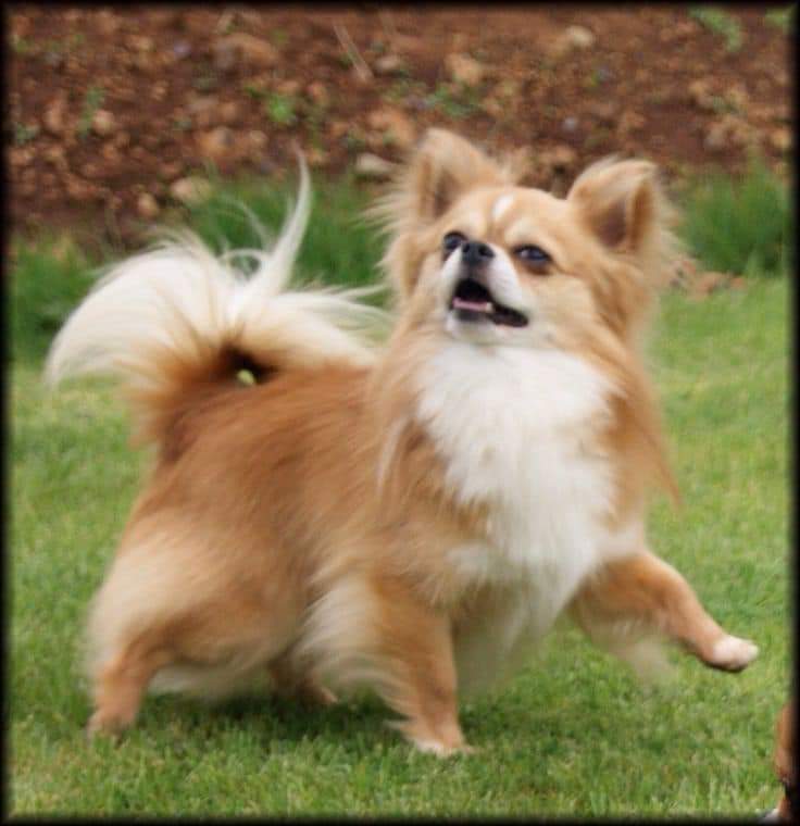 ChihuahuaofUSA's tweet image. cBest beautiful photo today...❤️❤️♥️
It&apos;s a great photo 😇 I&apos;m waiting for your feedback🤗

#BOOMchallenge #AI 
#cabincrew #Godisgood #usa 
#jenniferlopezstyle 
#alexandradaddario #AngelinaJolie 
#MeganFox #margotrobbie #chrisevans
#ChristianBale #AnneHathway