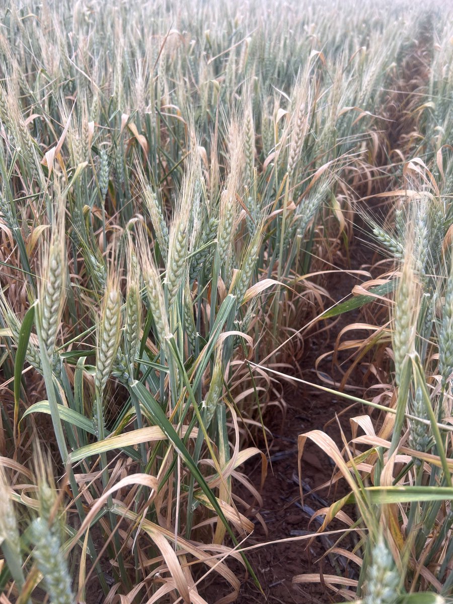 sprayoperator's tweet image. Can A1 help determine the frosted heads to help predict yield? #wheat24 #frost ⁦@theGRDC⁩ ⁦@gooden_heidi⁩